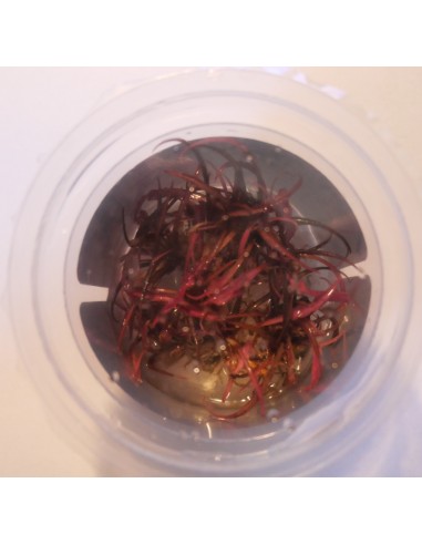 Cryptocoryne Spiralis 'Red' - In vitro  - 1