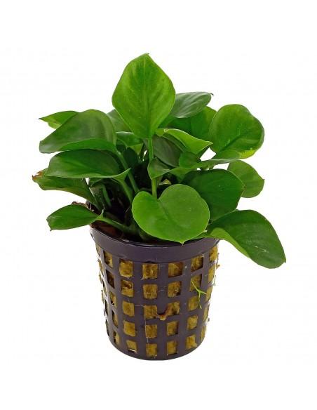 Anubias barteri var. nana 'Coin'  - 1