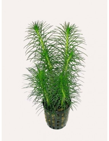 Myriophyllum propinqum  - 1