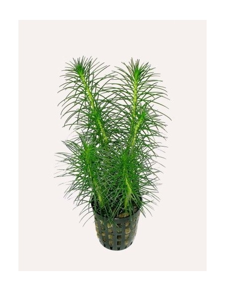 Myriophyllum propinqum  - 1