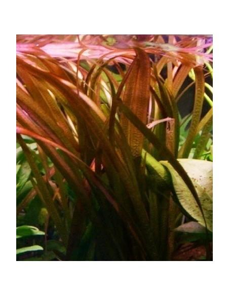 Vallisneria gigantea rubra  - 1
