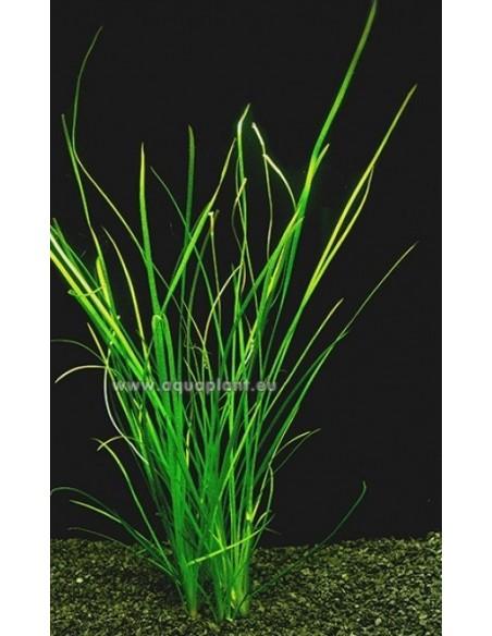 Vallisneria natans  - 1