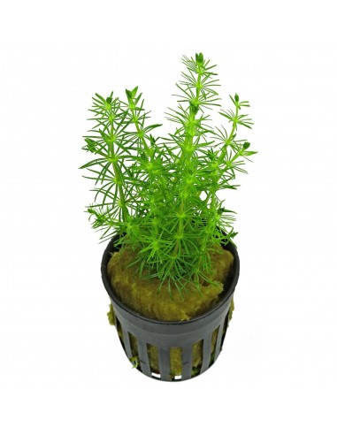 Bacopa Myriophylloides  - 1