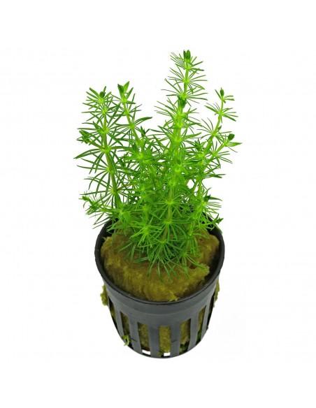 Bacopa Myriophylloides  - 1