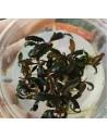 Bucephalandra ' Kedagang' - In vitro  - 1