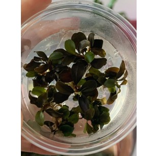 Bucephalandra 'Sp Red' - In vitro  - 1