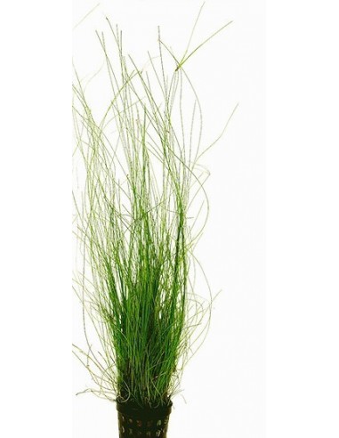 Eleocharis vivipara  - 1