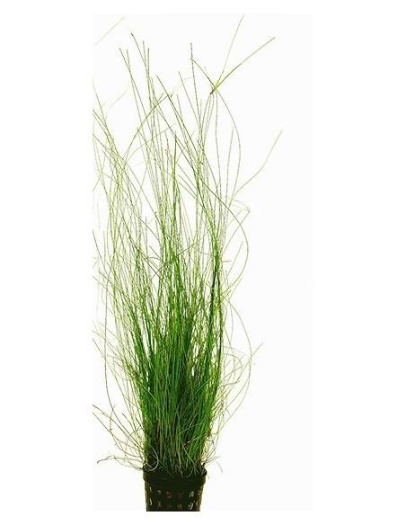 Eleocharis vivipara  - 1