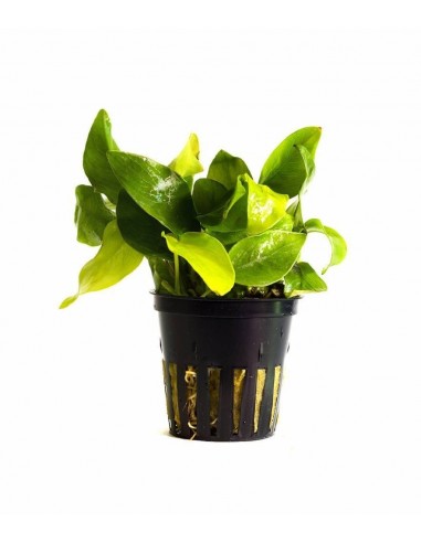 Anubias Nana Gold  - 1