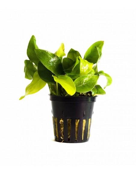 Anubias Nana Gold  - 1