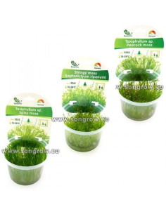 Lot de 3 mousses in vitro - Facile  - 1