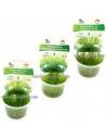 Set van 3 in vitro mossen - Intermediair  - 1
