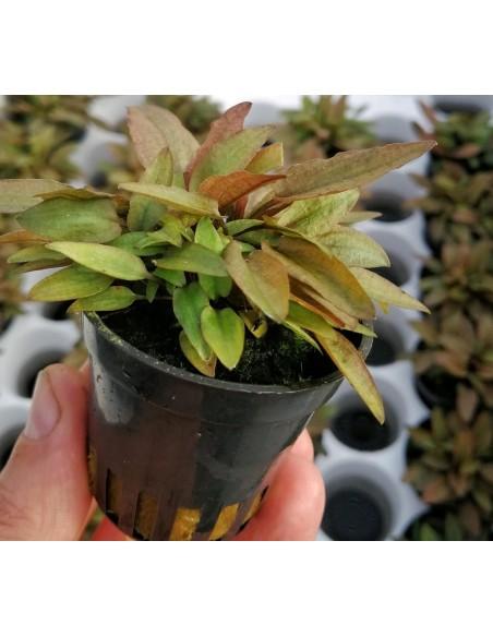 Cryptocoryne petchii 'Pink'  - 1