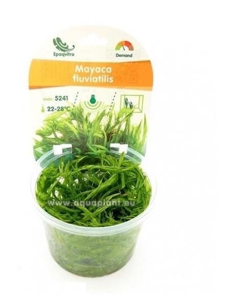 Mayaca fluviatilis - In vitro  - 1