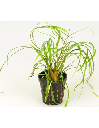 Cryptocoryne crispatula var. tonkinensis  - 1