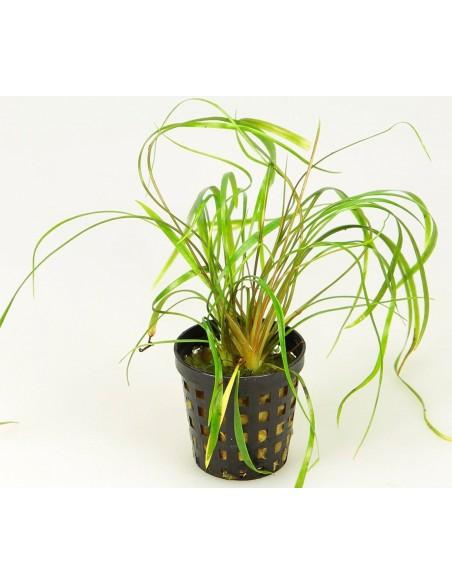 Cryptocoryne crispatula var. tonkinensis  - 1