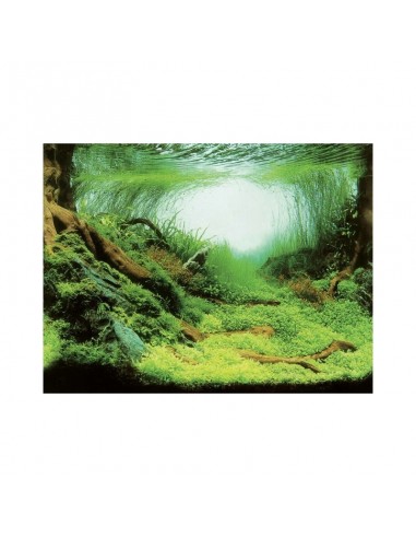Achtergrond Poster Planten/Oceaan Aqua-NoVa - 6