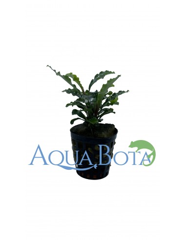 Bucephalandra 'Green Velvet'  - 1