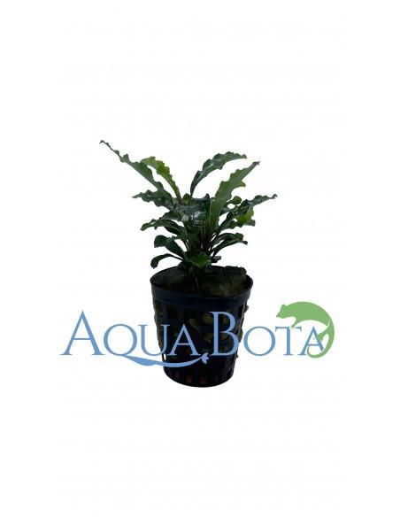 Bucephalandra 'Green Velvet'  - 1