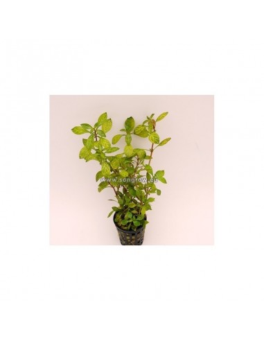 Ludwigia parigata  - 1