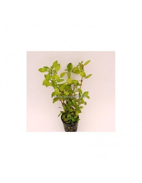 Ludwigia parigata  - 1