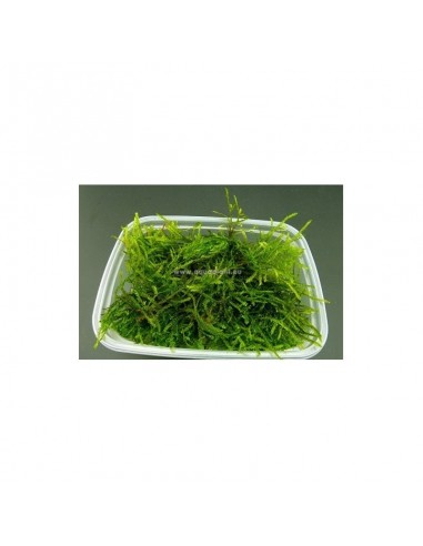 Taxiphyllum barbieri- gobelet 125 ml  - 1