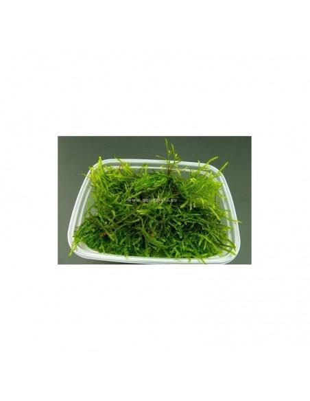 Taxiphyllum barbieri- gobelet 125 ml  - 1