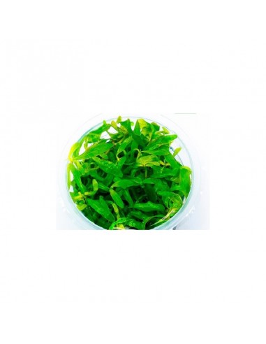 Hygrophila Sp. Tiger - In Vitro Cup  - 1