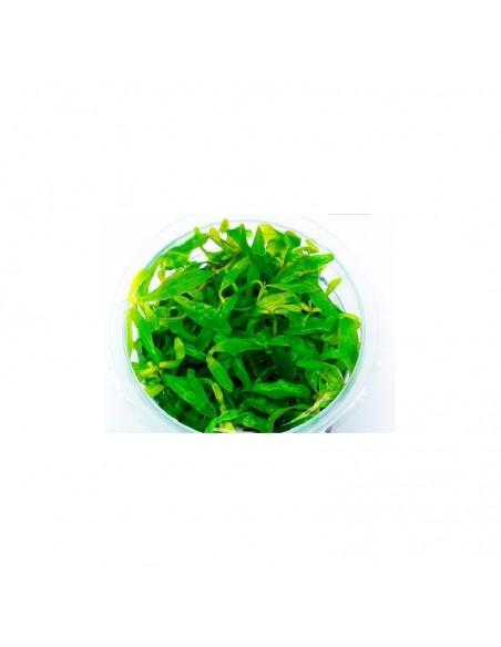 Hygrophila Sp. Tiger - In Vitro Cup  - 1