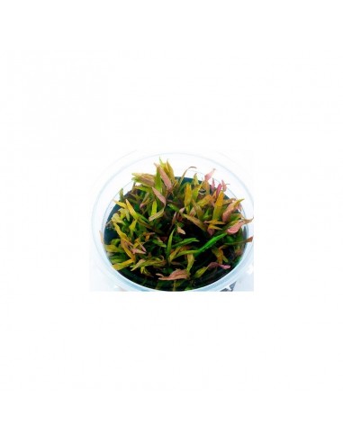 Pogostemon stellatus - In Vitro Cup  - 1