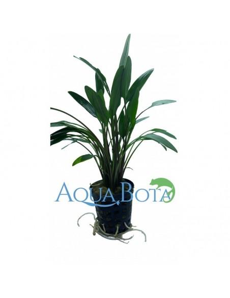 Cryptocoryne x willisii 'Nevellii'  - 3