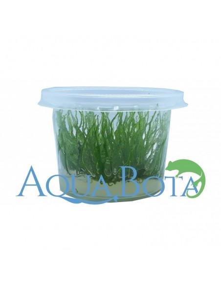 Taxiphyllum sp. 'Flame' - In Vitro Cup  - 1