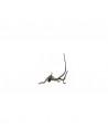 Root Fingerwood S Donker 20-30cm Hobby HOBBY - 3