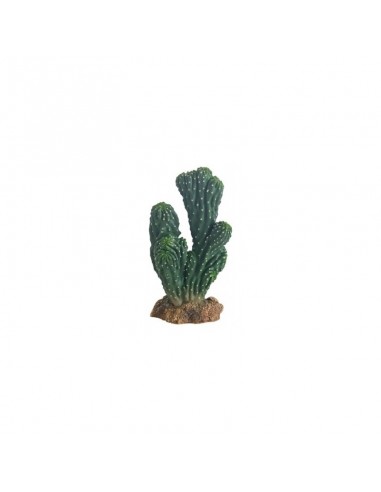 Cactus Victoria 19cm Hobby HOBBY - 1