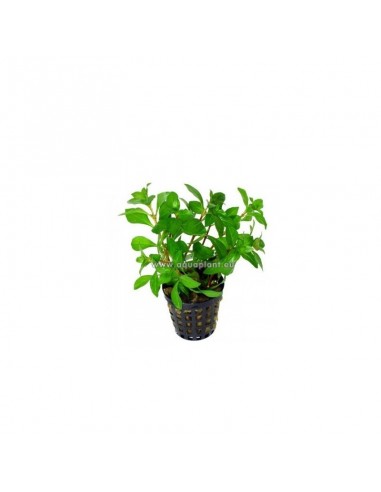 Ludwigia repens  - 1