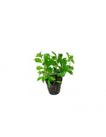 Ludwigia repens  - 1