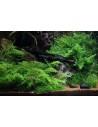 Vesicularia montagnei 'Christmas' - In Vitro Cup  - 2