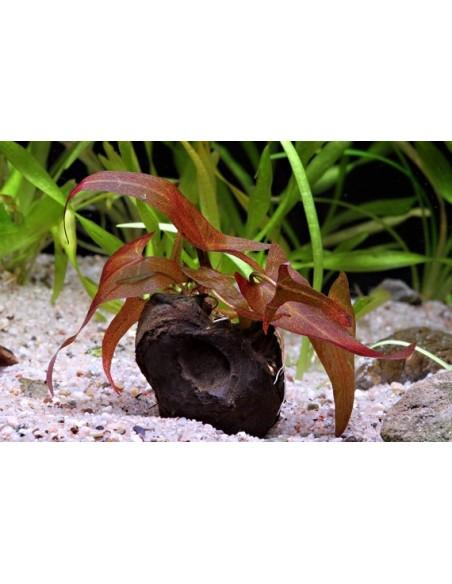 Nymphea Tigerlotus bulb  - 1