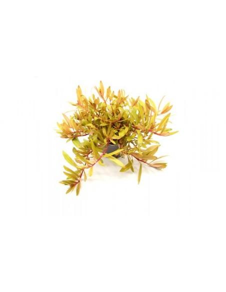 Nesea pedicellata ‘Golden’  - 2