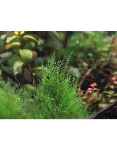 Amblystegium serpens - In Vitro Cup  - 3