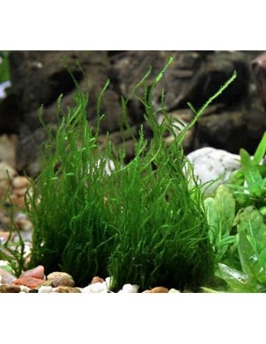 Taxiphyllum sp. 'Flame' - In Vitro Cup  - 2