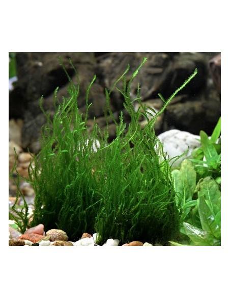 Taxiphyllum sp. 'Flame' - In Vitro Cup  - 2
