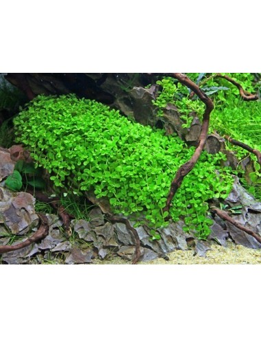 Micranthemum species 'Monte Carlo'  - 2