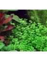 Micranthemum umbrosum  - 2