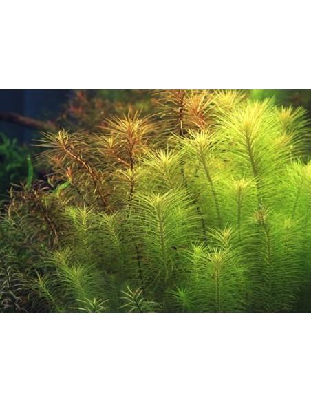Pogostemon erectus (deccanensis)  - 3