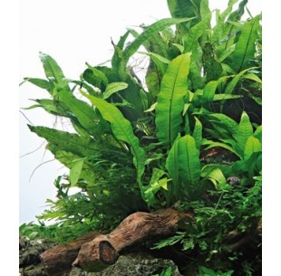 Microsorum pteropus  - 3