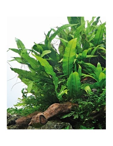 Microsorum pteropus  - 3