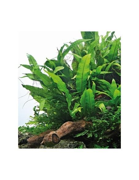 Microsorum pteropus  - 3