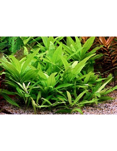 Hygrophila corymbosa 'Stricta'  - 2