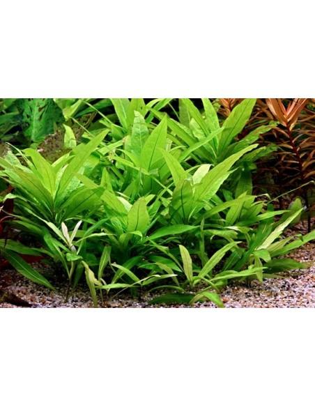 Hygrophila corymbosa 'Stricta'  - 2